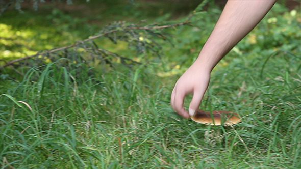 Picking Porcino Mushroom Picking Porcino Mushroom