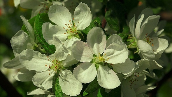 Apple Blossom Apple Blossom