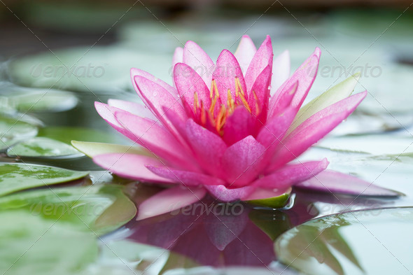 Pink lotus (Misc) Photo Download