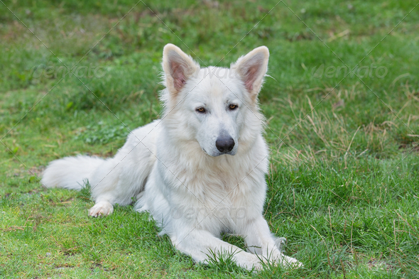 White Swiss Sheepdog (Misc) Photo Download