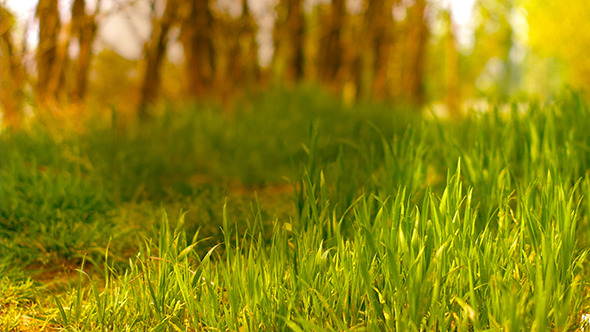Green Grass in Light Wind Green Grass in Light Wind