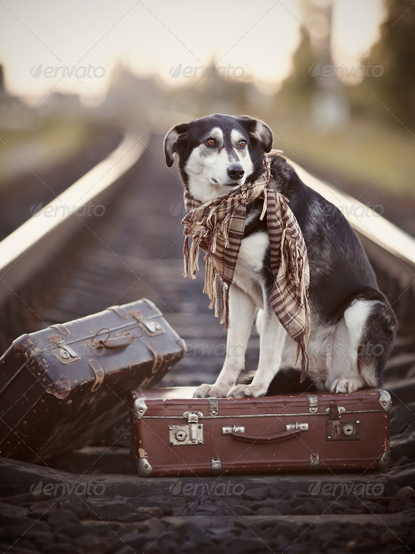 Black-and-white dog sits on a suitcase on rails