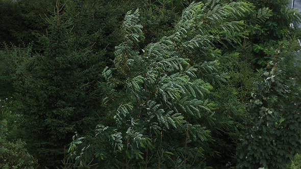 Tree in Storm Tree in Storm