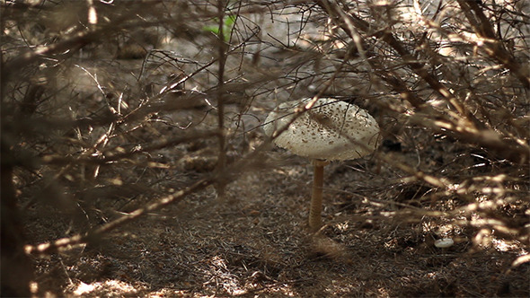 Forest Parasol Mushroom Forest Parasol Mushroom