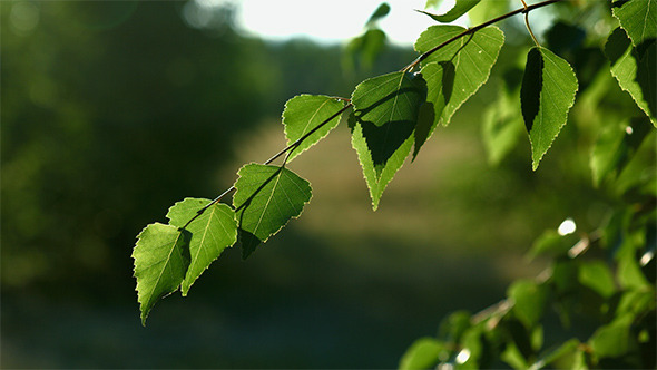 Birch Tree Branch Birch Tree Branch