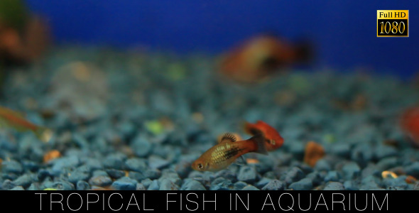 Tropical Fish In Aquarium Tropical Fish In Aquarium