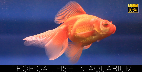 Tropical Fish In Aquarium 3 Tropical Fish In Aquarium 3