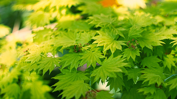 Dancing leaves Dancing leaves