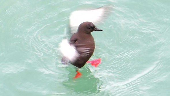 Black Guillemot Take Shower On Sea Black Guillemot Take Shower On Sea