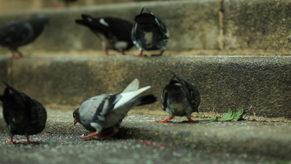 Pigeons Pecking Crumbs 1 Pack of 6 Pigeons Pecking Crumbs 1 Pack of 6