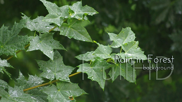 Rain Forest Rain Forest