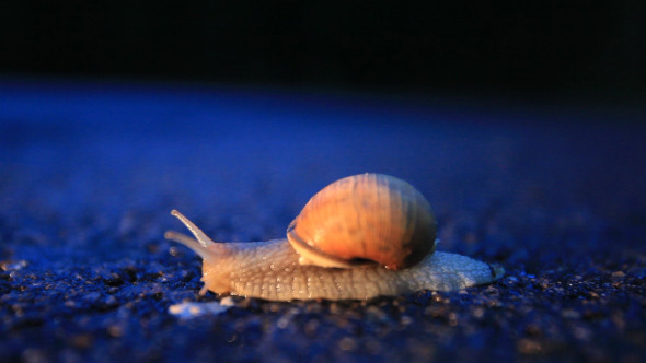 Snail Crossing The Street At Night 1 Pack of 2 Snail Crossing The Street At Night 1 Pack of 2