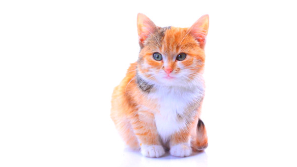 Kittens Cats In Small Studio 4 Kittens Cats In Small Studio 4