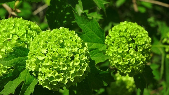 Green Buds Green Buds