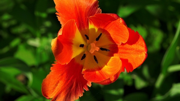 Red Tulip Red Tulip