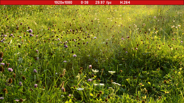 Sunny Meadow Sunny Meadow
