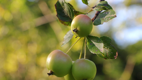 Apples On The Tree 01 Apples On The Tree 01