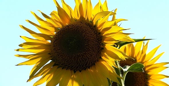 Sunflowers 6 Sunflowers 6