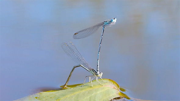 Mating Season Of Dragonflies 1 Mating Season Of Dragonflies 1