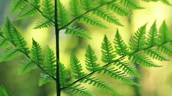 Ferns In Summer Close Up Ferns In Summer Close Up