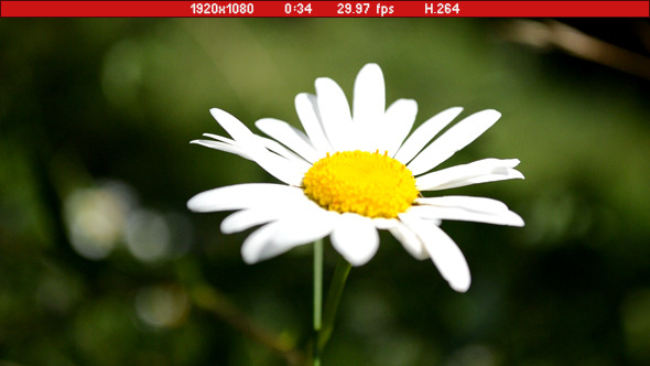 Daisy In Wind Daisy In Wind
