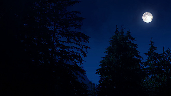 Night Forest With Moon Night Forest With Moon