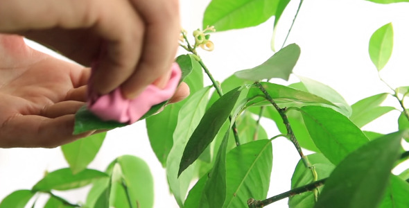 Watering Flowers Watering Flowers