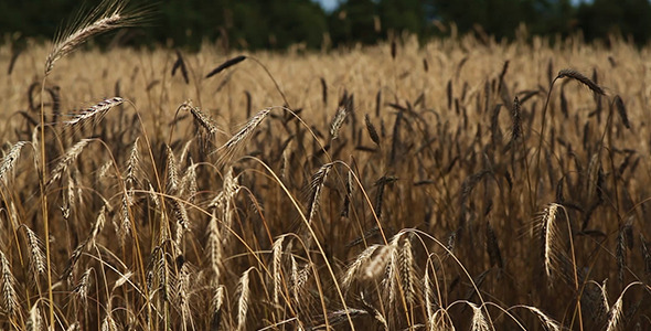 The Wheat Field 5 pack The Wheat Field 5 pack