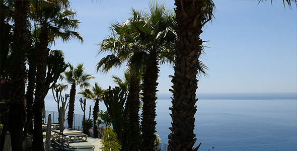 Palms Above The Sea Palms Above The Sea
