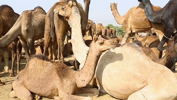Camels Camels