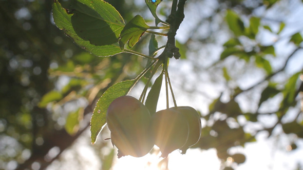 Apples On The Tree 02 Apples On The Tree 02