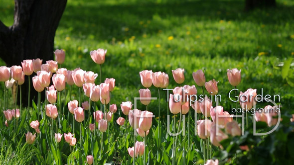 Tulips in Garden Tulips in Garden