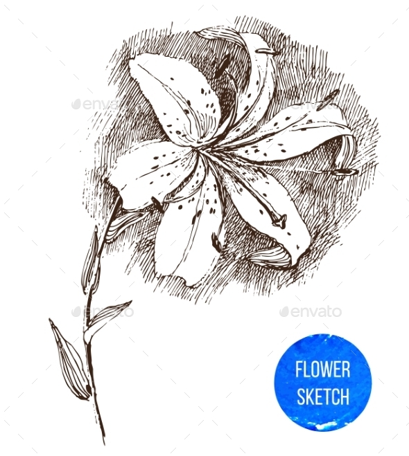 GraphicRiver Hand Drawn Lily Flower 8795547 GraphicRiver Hand Drawn Lily Flower 8795547