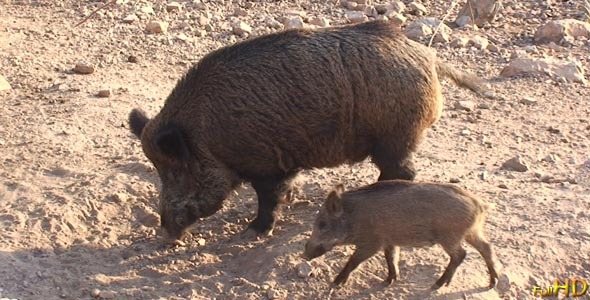 Boars Boars
