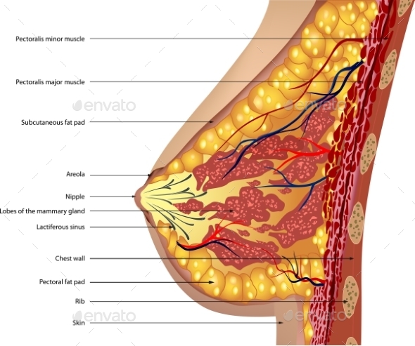 GraphicRiver Anatomy of the Breast Vector 8809411 GraphicRiver Anatomy of the Breast Vector 8809411