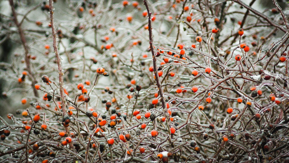 Ice-Covered Branch Of Wild Rose Ice-Covered Branch Of Wild Rose