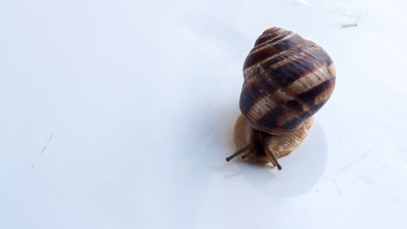 Snail Crawling On A White Surface Snail Crawling On A White Surface