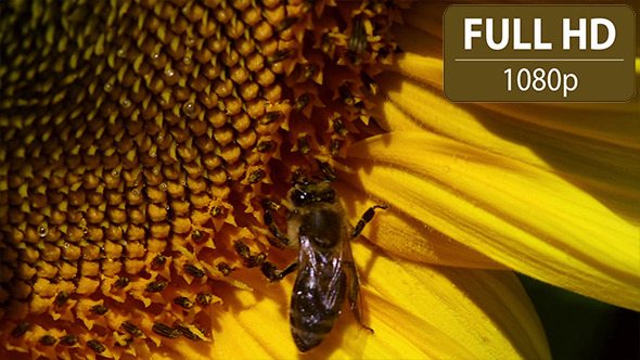 Bee Hovering Over a Sunflower 1 Bee Hovering Over a Sunflower 1