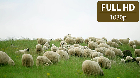 Group of Sheeps Grazing in the Field 1 Group of Sheeps Grazing in the Field 1