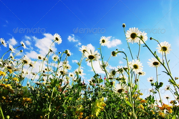 daisy flowers in summer