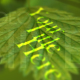 CS3 TIMELAPSE LEAF CS3 TIMELAPSE LEAF - VideoHive Item for Sale