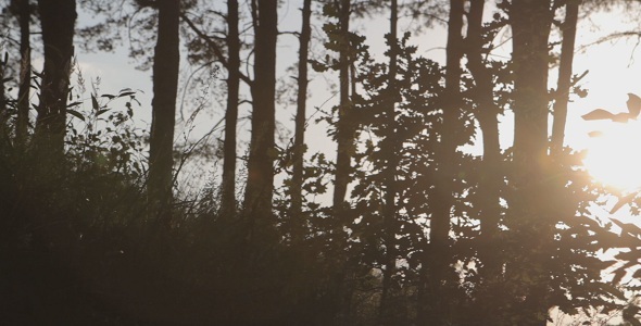 Forest At Sunset Forest At Sunset