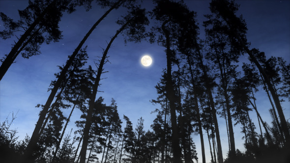 Moonrise Over the Woods Moonrise Over the Woods