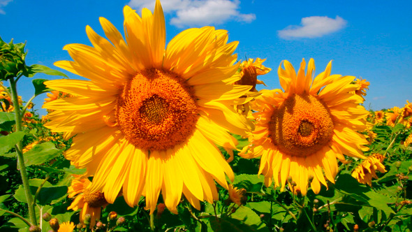 Blossom Sunflowers 1 Blossom Sunflowers 1