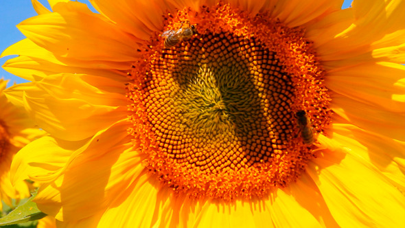 Bee Pollination On Sunflower 1 Bee Pollination On Sunflower 1