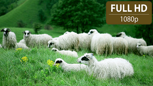 Sheep Standing in the Field 2 Sheep Standing in the Field 2
