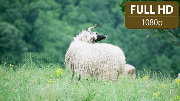 Sheep Standing in the Field 2 Sheep Standing in the Field 2