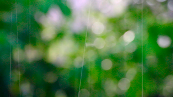 Summer Rain Defocused Summer Rain Defocused