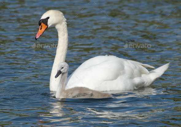 Swan and baby (Misc) Photo Download