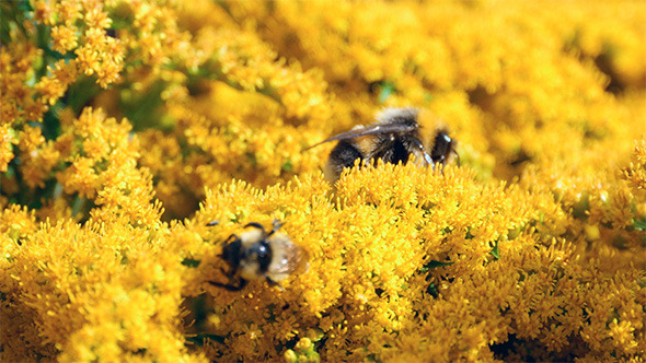 Bumblebees Bumblebees